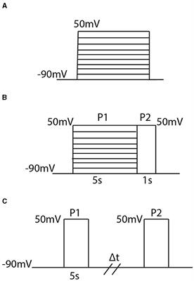 Mathematical models of C-type and N-type inactivating heteromeric voltage gated potassium channels